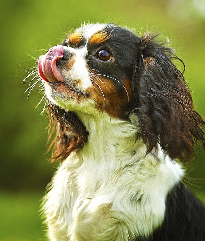 Cavalier Chihuahua Mix Chilier