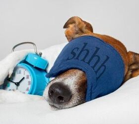 Study: Like Humans, Dogs Integrate Learned Information While Sleeping