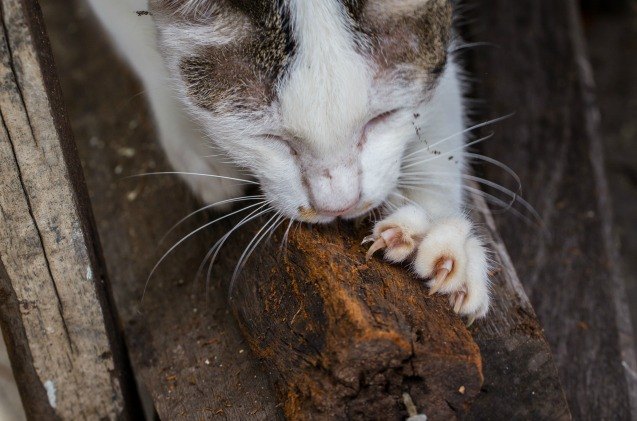 claws are coming out in the battle over cat declawing