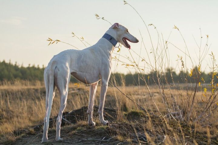 polish greyhound