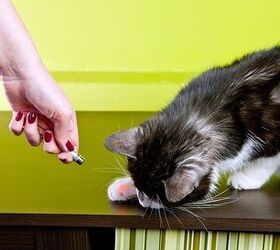 Pros and Cons of Laser Pointer Cat Toys