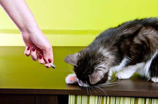 pros and cons of laser pointer cat toys