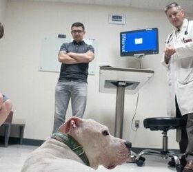 Promising New Research For Treating Brain Tumors in Dogs and Humans
