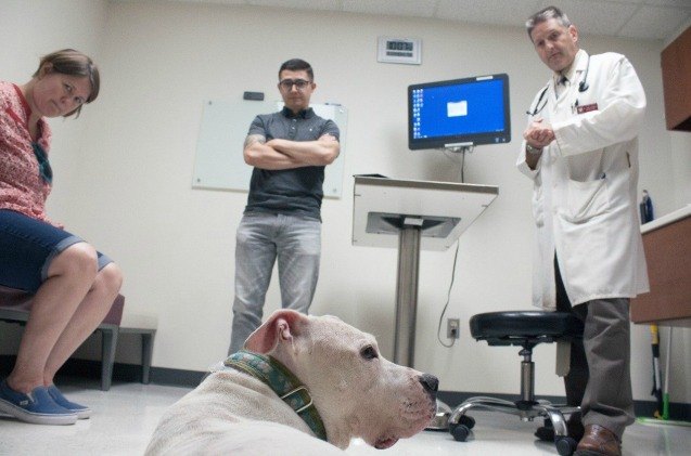 promising new research for treating brain tumors in dogs and humans
