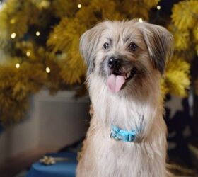 Holiday Cheer Comes to Dogs in New Film Merry Woofmas!