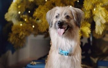 Holiday Cheer Comes to Dogs in New Film Merry Woofmas!