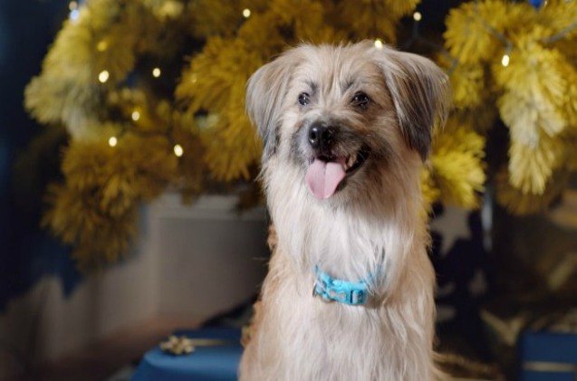 holiday cheer comes to dogs in new film merry woofmas