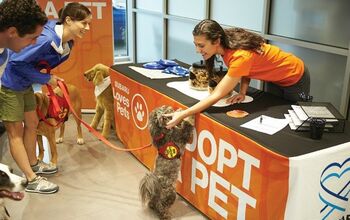 Subaru Loves Pets Helps Animals Find Forever Homes in October