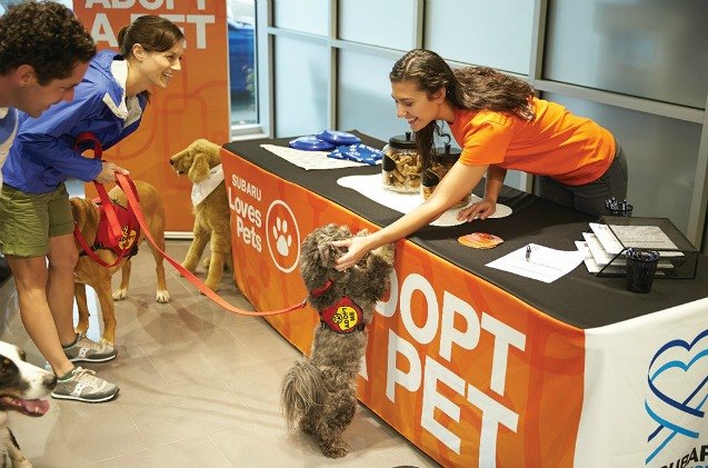 subaru loves pets helps animals find forever homes in october