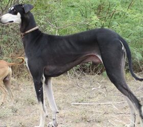 top 10 dog breeds in india