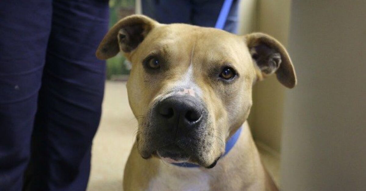 Accusing Dogs Falsely Accused Dog Released From Custody, Was 1 Day Away From Euthani ...