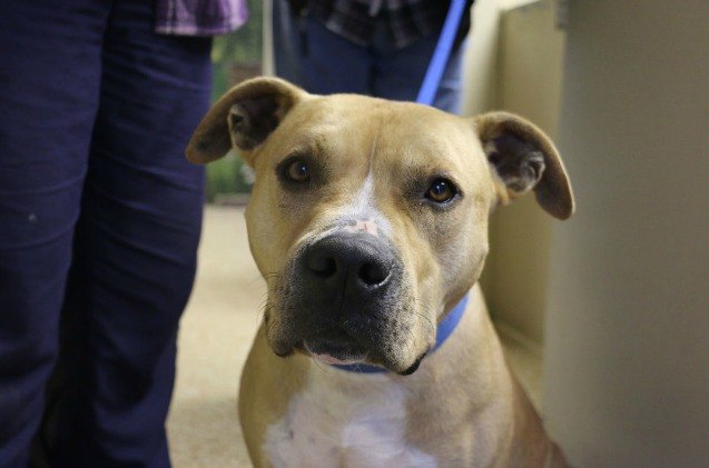 falsely accused dog released from custody was 1 day away from euthanization