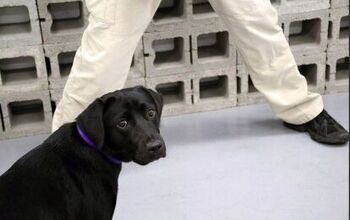 CIA Bomb-Sniffing Dropout Puppy Prefers To Smell The Roses