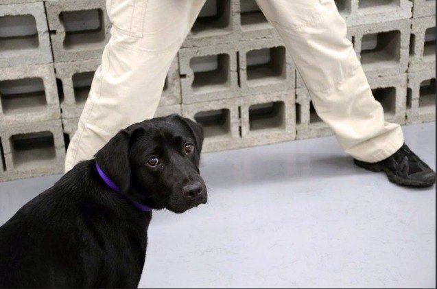 cia bomb sniffing dropout puppy prefers to smell the roses