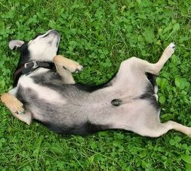 do-dogs-have-belly-buttons-petguide
