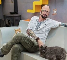 the cat daddy partners with greatergood org to help at risk animals