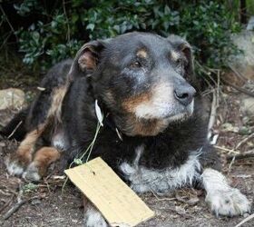 Heroic Elderly Dog Went On Secret Mission To Rescue Neighbor