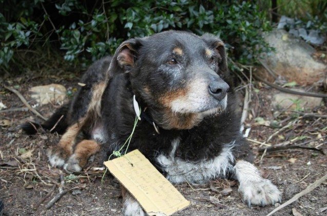 heroic elderly dog went on secret mission to rescue neighbor