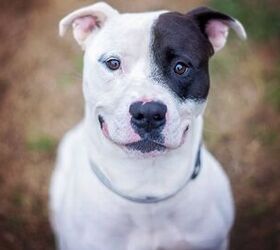 Top 10 Reasons Why Pitbulls Are Awesome!