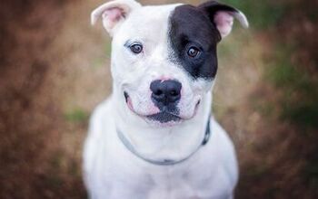Top 10 Reasons Why Pitbulls Are Awesome!