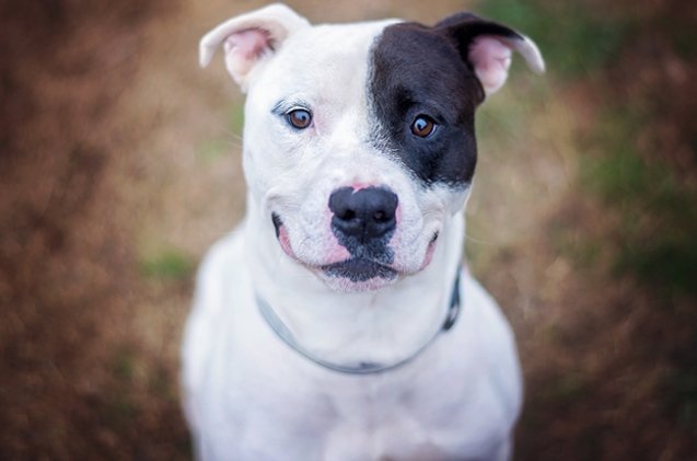 Top 10 Reasons Why Pitbulls Are Awesome! | PetGuide
