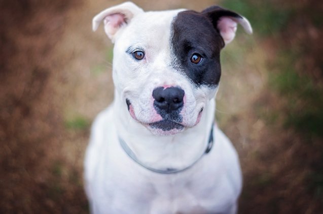 top 10 reasons why pitbulls are awesome