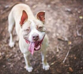 Top 10 Reasons Why Pitbulls Are Awesome! | PetGuide