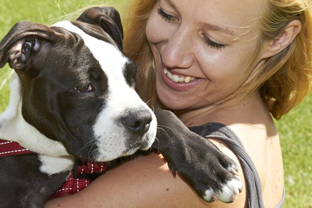 top 10 reasons why pitbulls are awesome