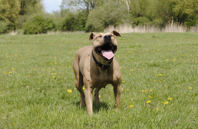 top 10 reasons why pitbulls are awesome