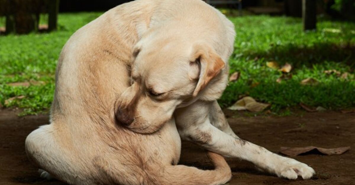 Bot Fly Bite Dog bot-fly-bite-dog