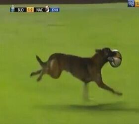 Police Dog Plays Professional Soccer While On-Duty [Video]