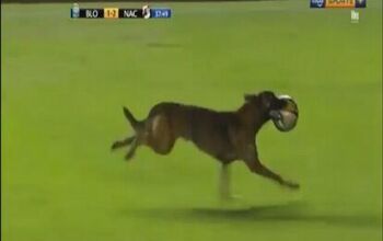 Police Dog Plays Professional Soccer While On-Duty [Video]