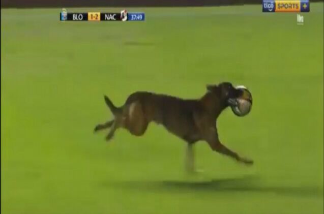 police dog plays professional soccer while on duty video
