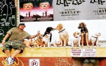 Chelsea Dog Walker Makes His Neighborhood Dogs Insta-Famous