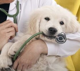 what information does your dogs new veterinarian need