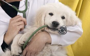 What Information Does Your Dog’s New Veterinarian Need?
