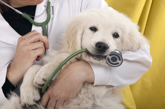 what information does your dogs new veterinarian need