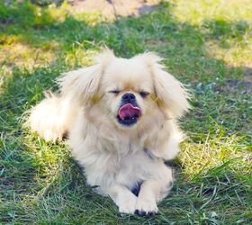 Pekingese and maltese sales mix