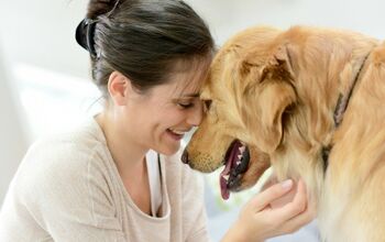 Study: People More Empathetic Toward Dogs Than Fellow Humans