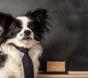 Pets in the Classroom Receives Grant From PetSmart Charities
