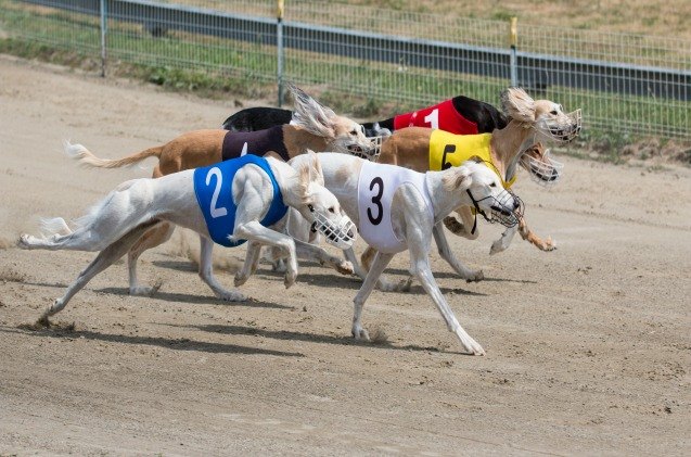 florida senator wants voters to ban dog racing