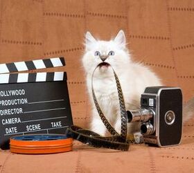 NY Cat Film Festival Makes Felines Stars of the Silver Screen