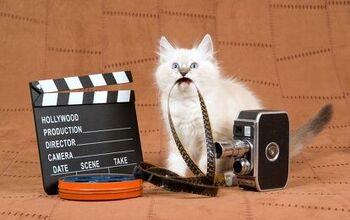NY Cat Film Festival Makes Felines Stars of the Silver Screen
