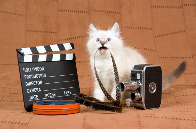 ny cat film festival makes felines stars of the silver screen