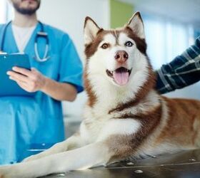 About 50% of Fortune 500 Companies Offer Pet Insurance to Employees
