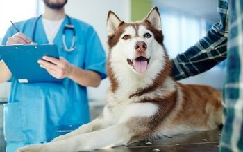 About 50% of Fortune 500 Companies Offer Pet Insurance to Employees