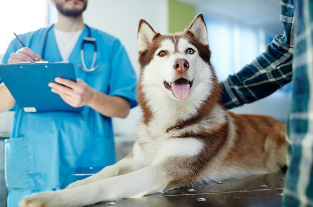about 50 of fortune 500 companies offer pet insurance to employees