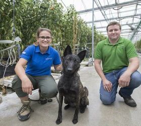 Bug-Sniffing Dog Protects Pepper Crops in Canada