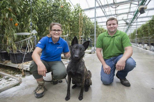 bug sniffing dog protects pepper crops in canada