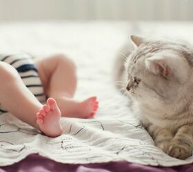 Study: Exposure to Cats Can Reduce Childhood Asthma Rates